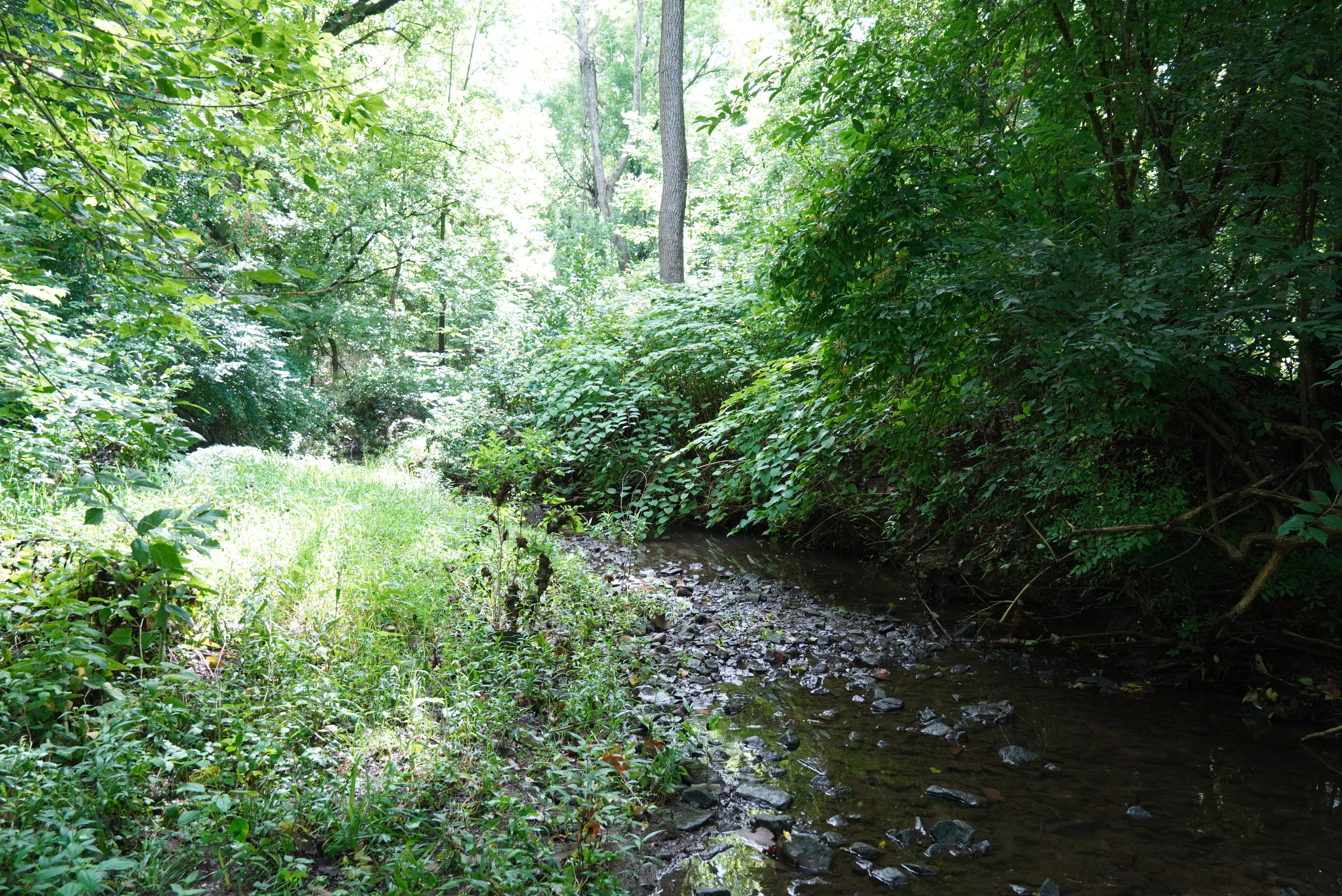 Four Mills Nature Reserve, Upper Dublin Township